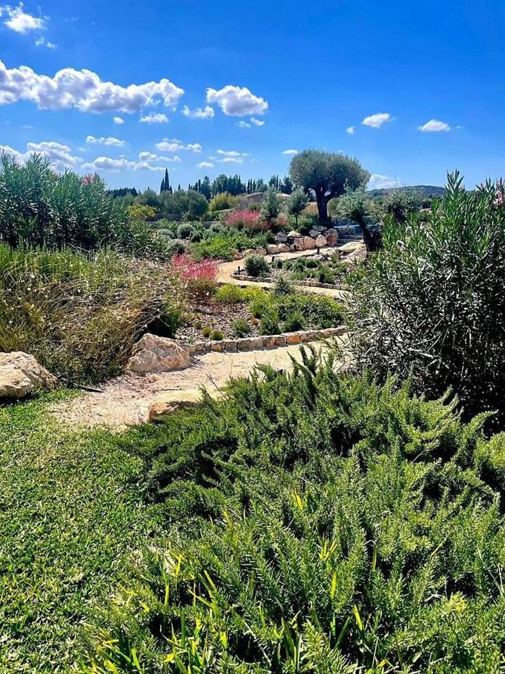 Mediterranean garden with aromatic plants and an olive tree