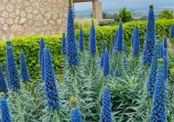 Echium in bloom