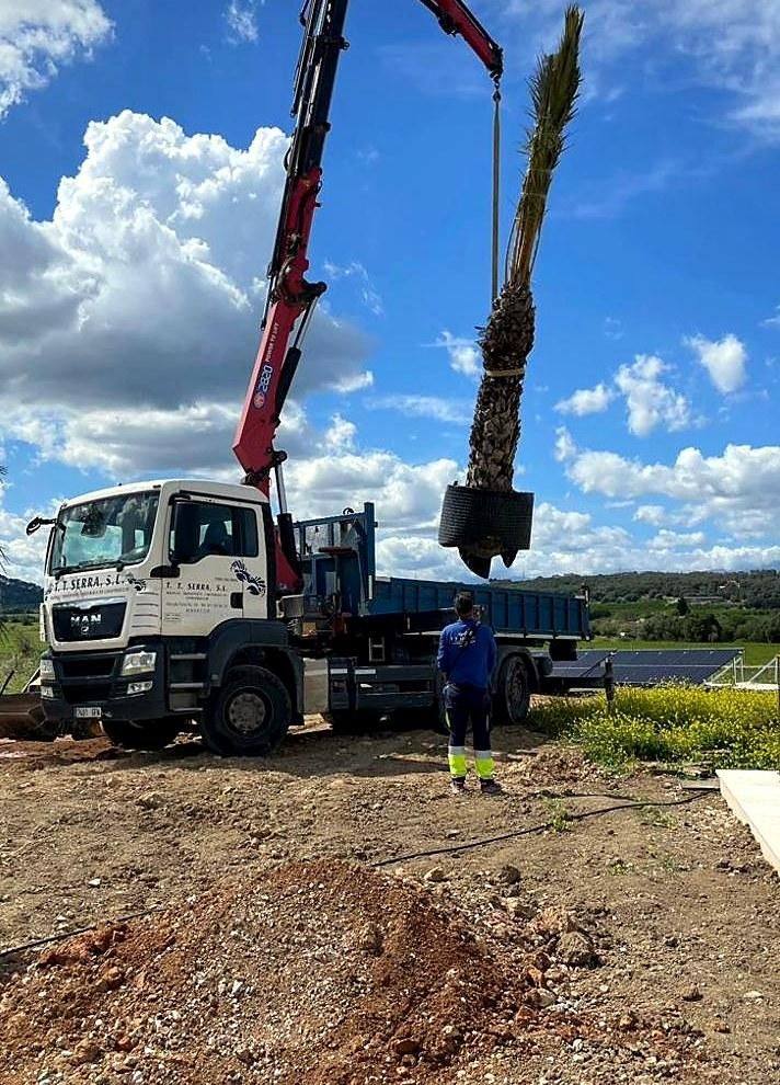 Earthworks and tree transplanting