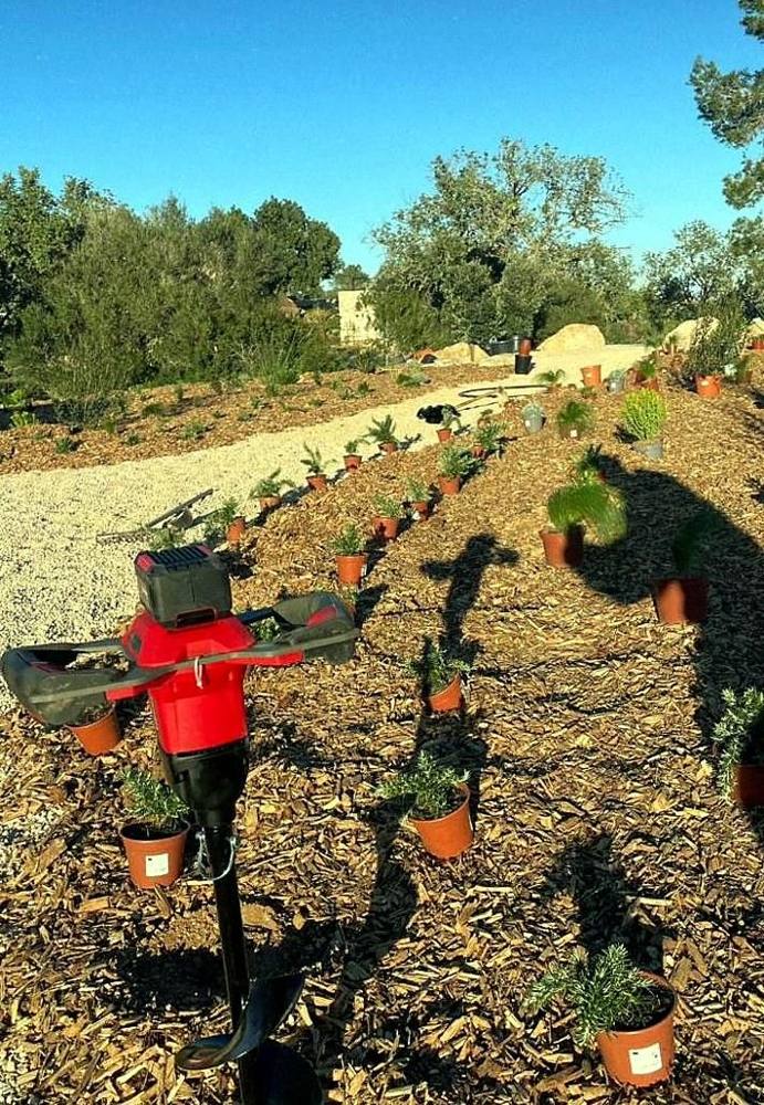 Planting and automatic irrigation