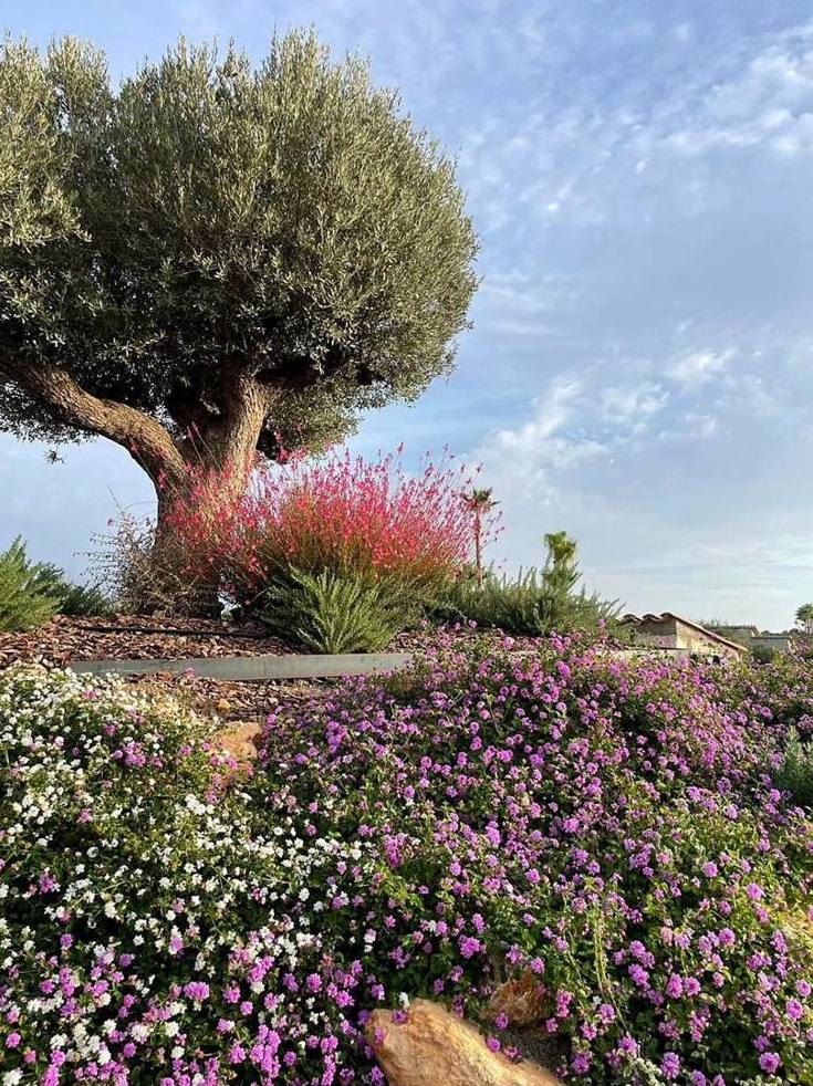 Olive tree and flowering plants