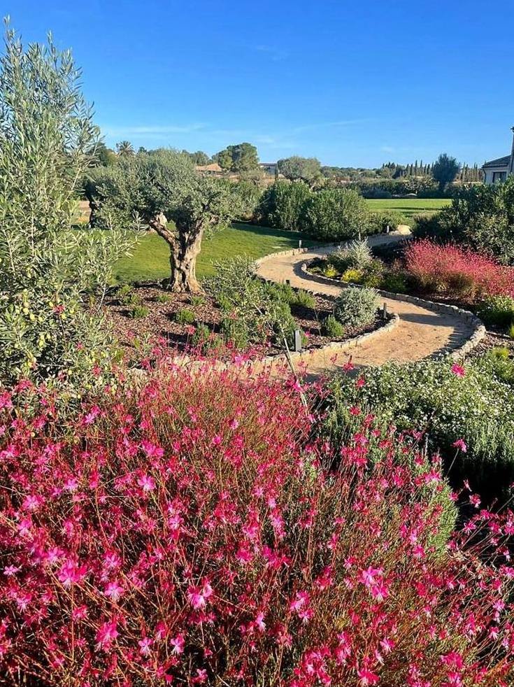 Path between flowering plants and olive trees