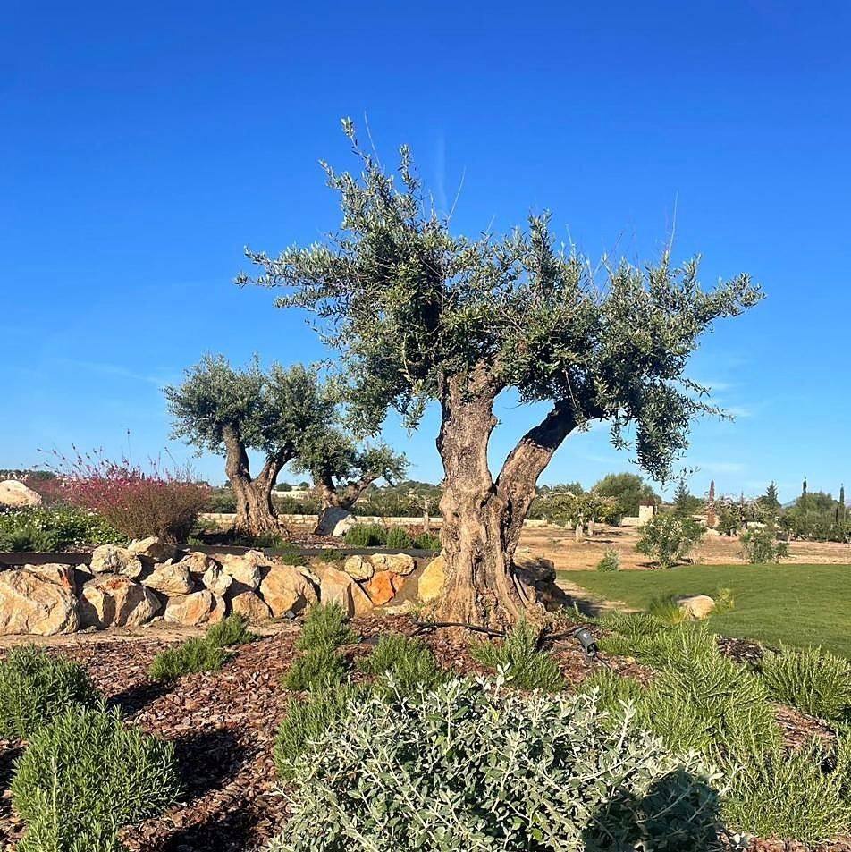 Large olive tree in a Mediterranean garden