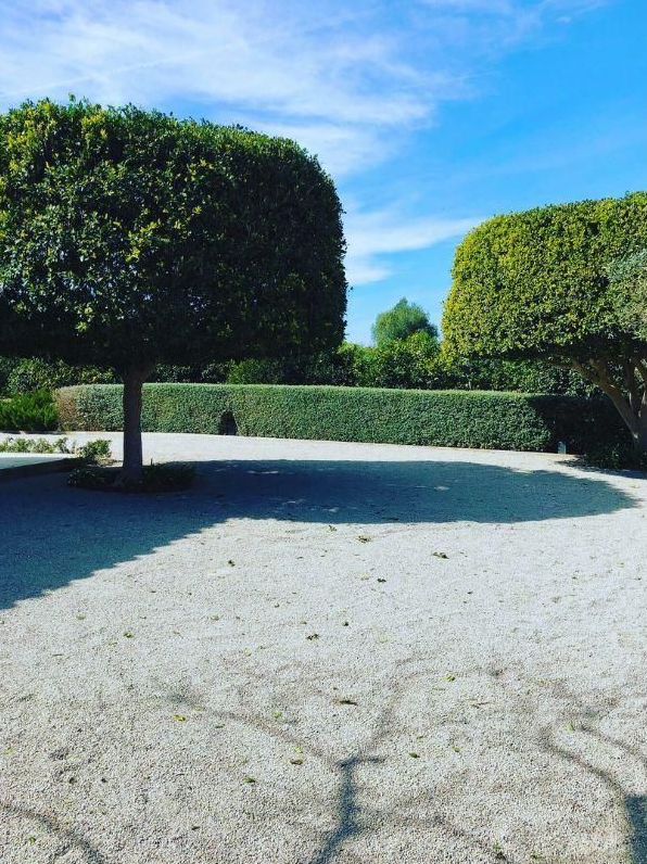 Palm and hedge pruning